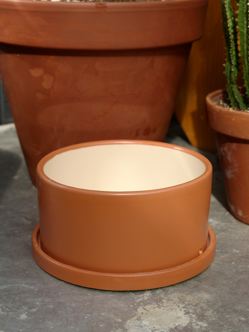 9" Dish Garden w/Saucer in Papaya