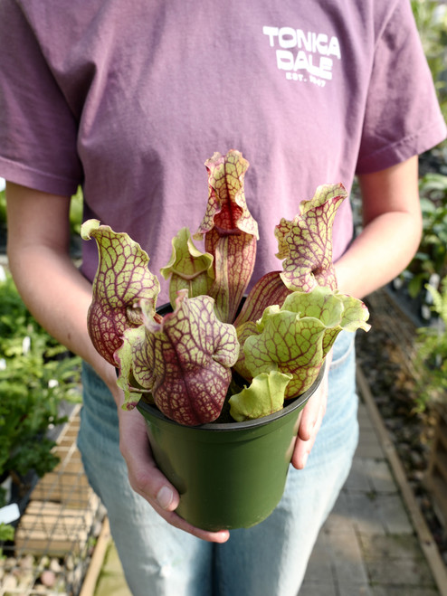 6" Sarracenia Purpurea
