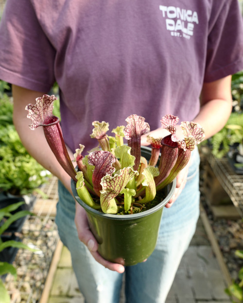 6" Sarracenia White Wizard