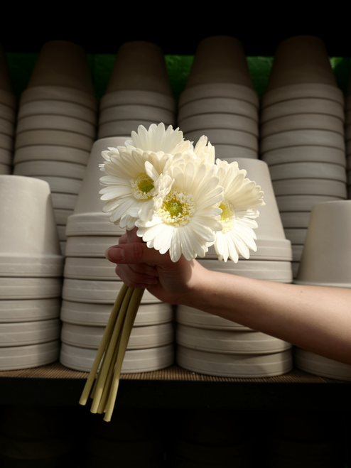 13" Gerbera Daisy Bundle in White (Faux)