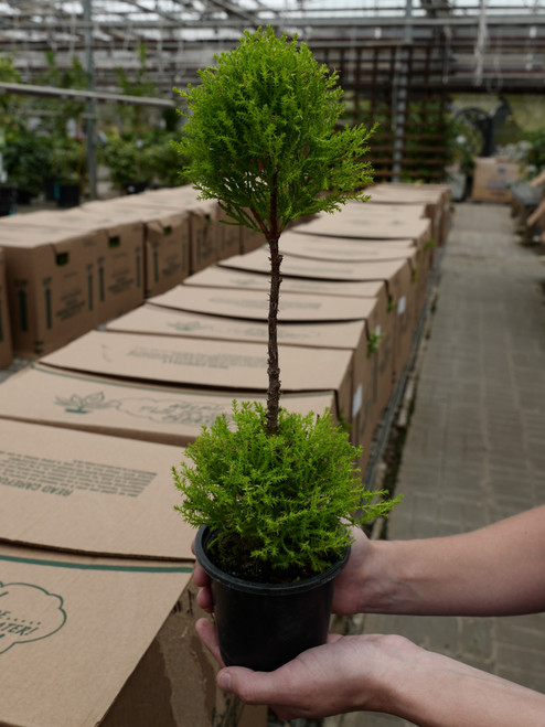 4" Lemon Cypress double ball topiary 4" Lemon Cypress double ball topiary