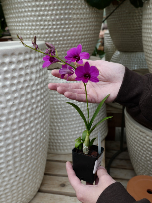 3" Dendrobium Enobi Purple 3" Dendrobium Enobi Purple