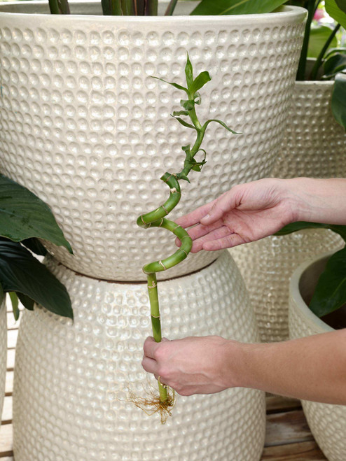 Lucky Bamboo single stalk