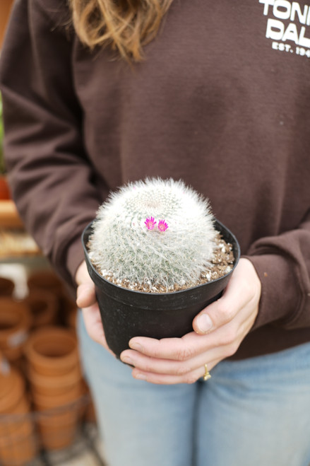 6" Old Lady Cactus (Mammillaria Hahniana)