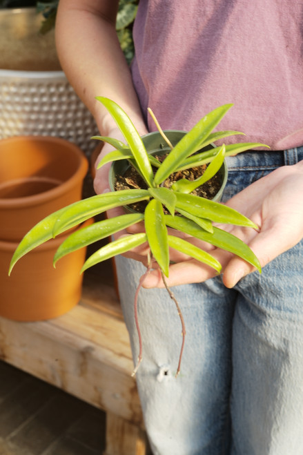 4" Hoya Minibelle