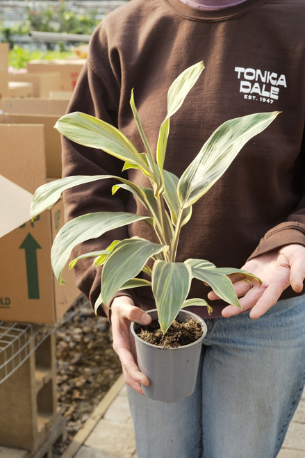 5" Cordyline Chocolate Queen