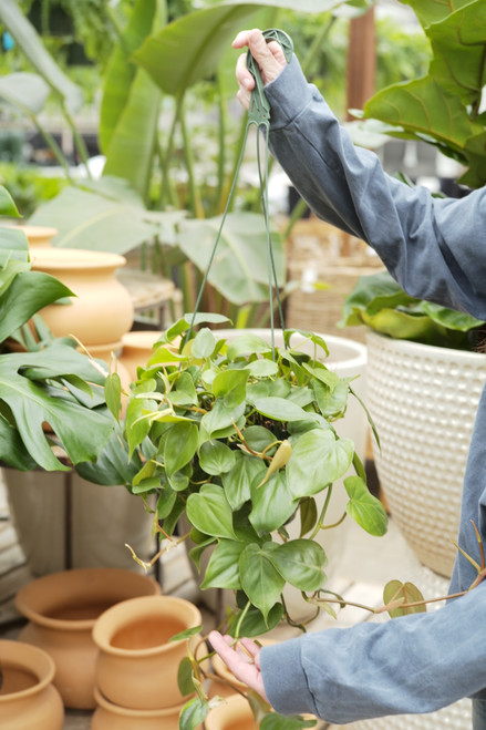 8" Philodendron Cordatum