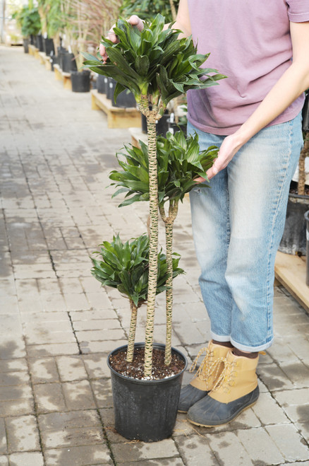 9" Dracaena Janet Craig Compacta