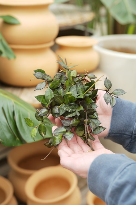 4" Hoya Krohniana Black