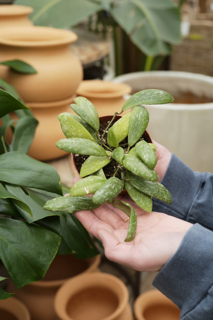 4" Hoya Sigillatis Silver