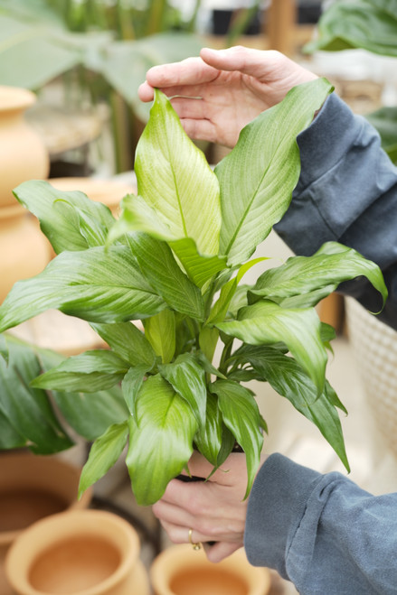 4" Peace Lily Platinum Mist