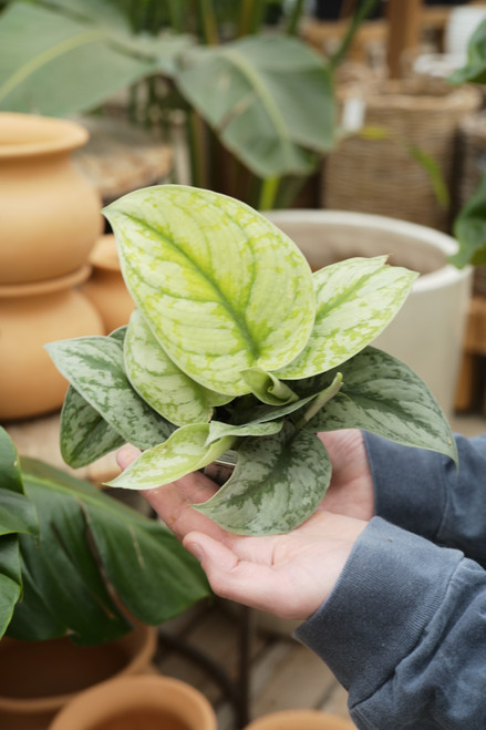 4" Scindapsus Silver Satin