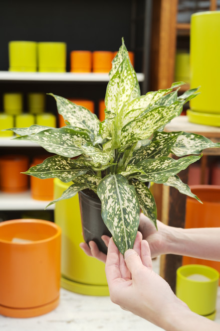 6" Aglaonema Thai Snowflakes