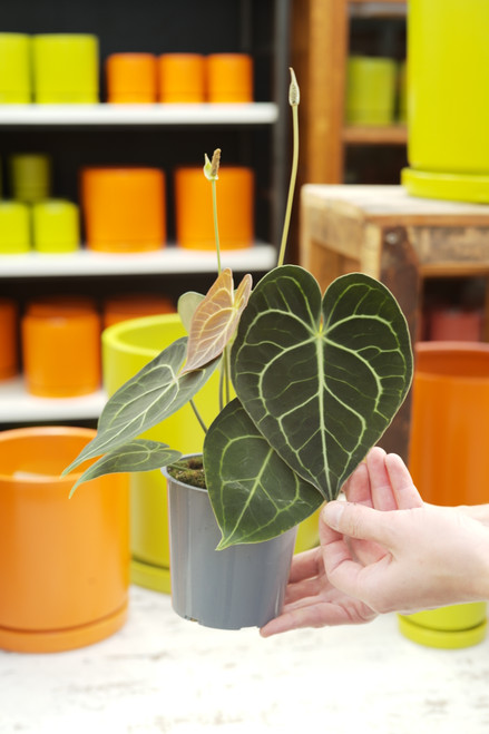 5" Anthurium Clarinervium