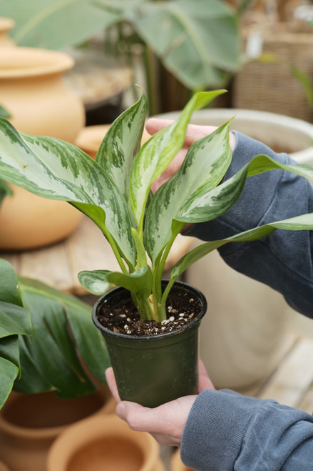 4" Aglaonema Silver Bay