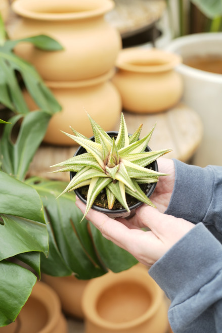 4" Haworthia Limifolia variegated