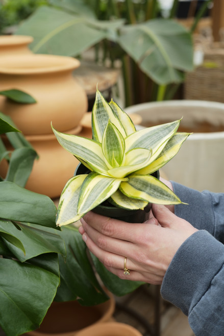 4" Sansevieria Sunny Star