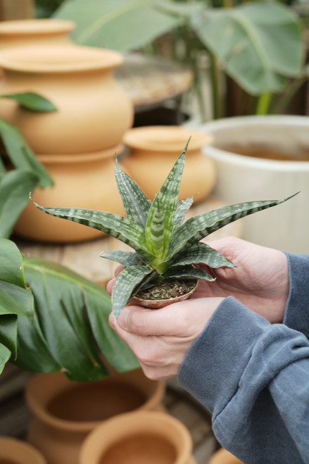 2" Sansevieria Tiger