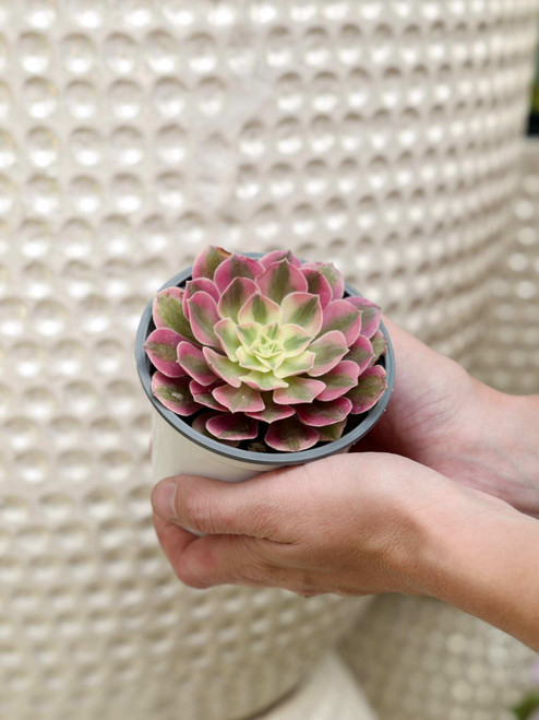 4" Aeonium Pink Witch