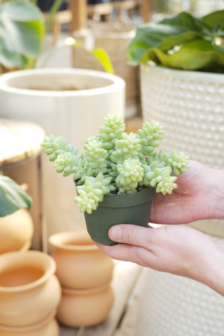 4" Sedum Burros Tail