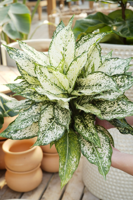 6" Aglaonema First Diamond