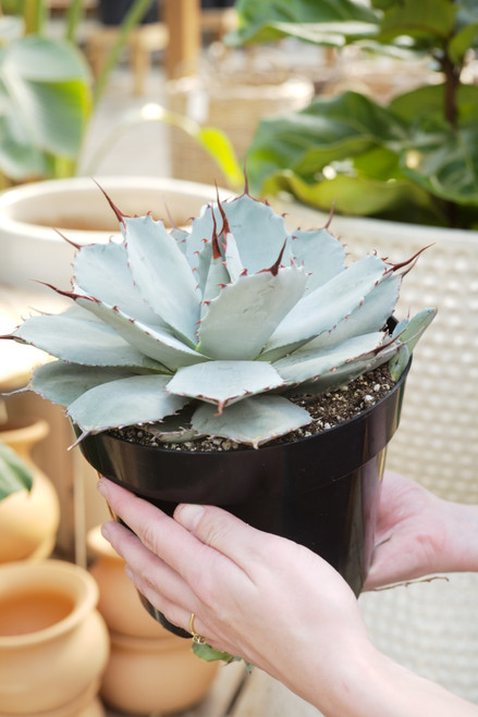 8" Agave Parryii