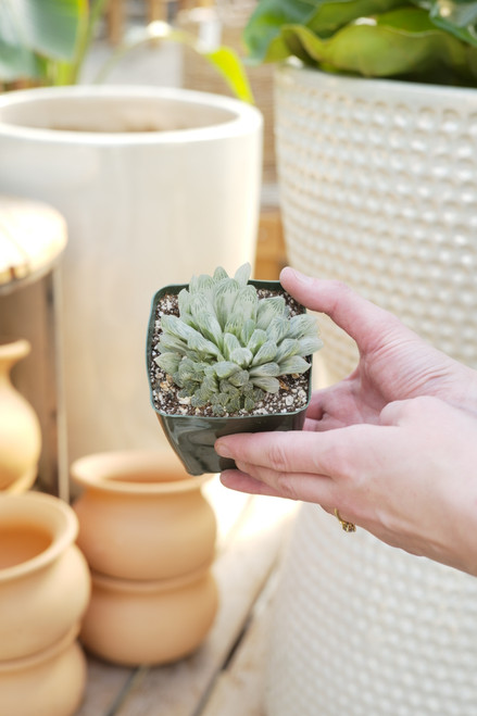 4" Haworthia Cooperi 'Silver Swirl'