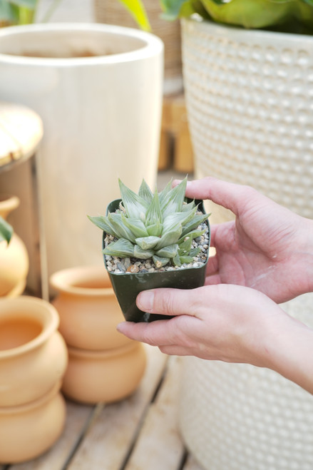 4" Haworthia Retusa variegated