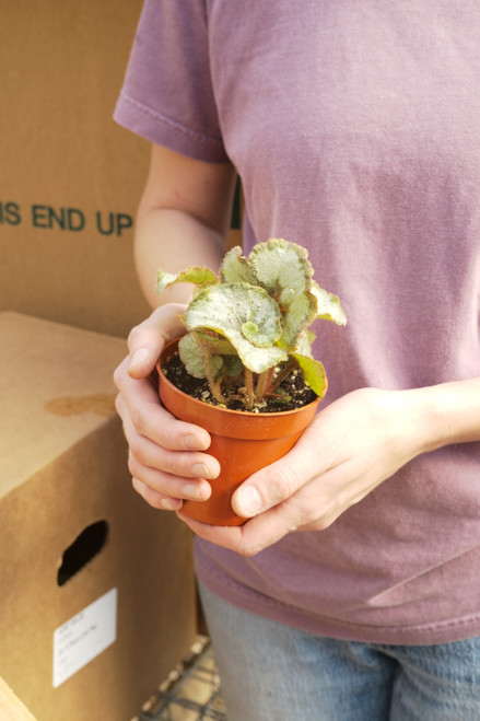 4" Begonia Escargot