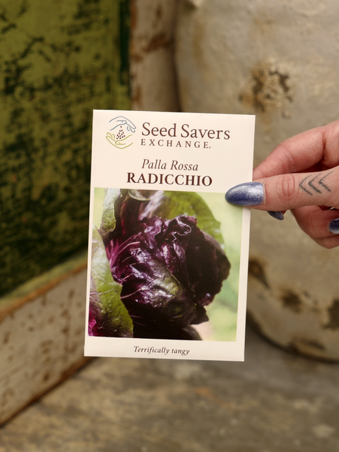 Palla Rosa Radicchio