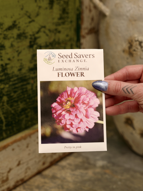 Luminosa Zinnia