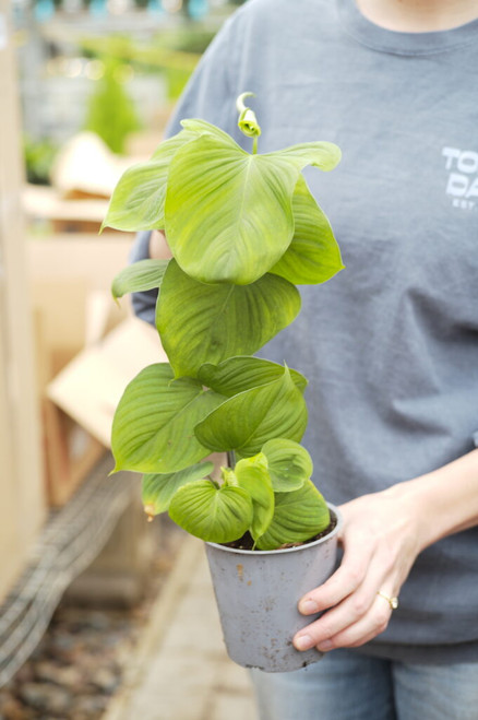 5" Philodendron Peru
