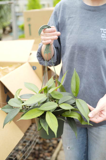 6" Hoya Fungii x Pubicalyx