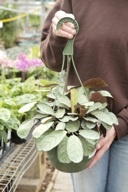 Shop - Indoor Plants - Calathea - Tonkadale