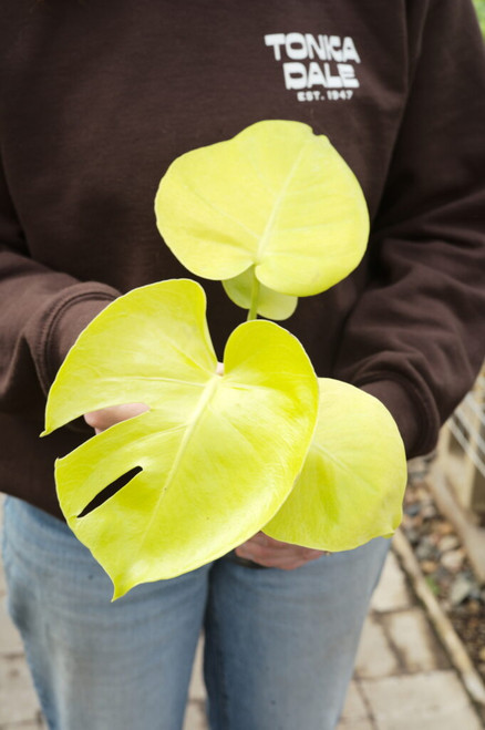 6" Monstera Golden Compact