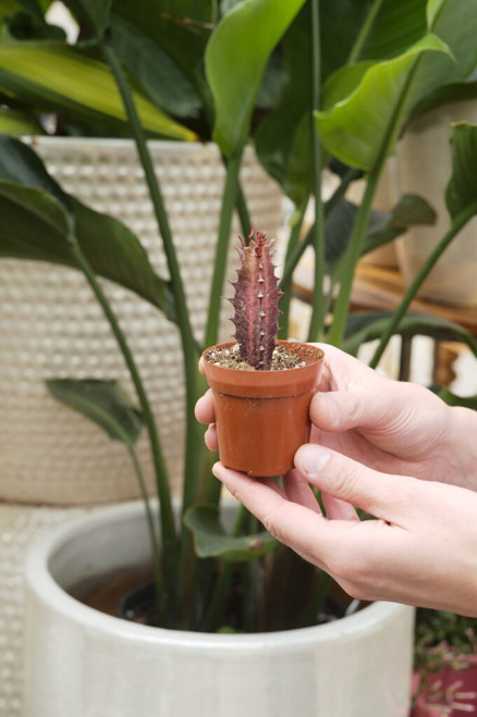 Shop - Indoor Plants - Euphorbia - Page 1 - Tonkadale