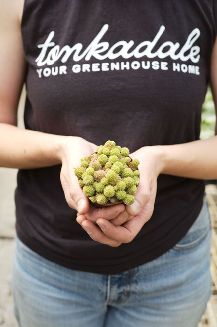 3" Monanthes Polyphylla