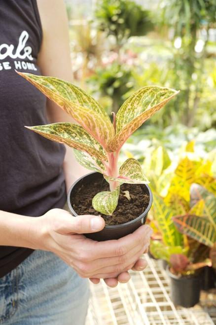 5" Aglaonema Golden Powder
