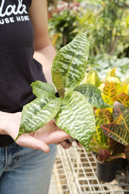 Shop - Indoor Plants - Dracaena - Page 1 - Tonkadale