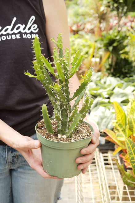 6" Euphorbia Evansii