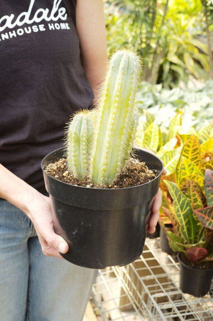 8" Blue Torch Cactus (Pilocereus Azureus)