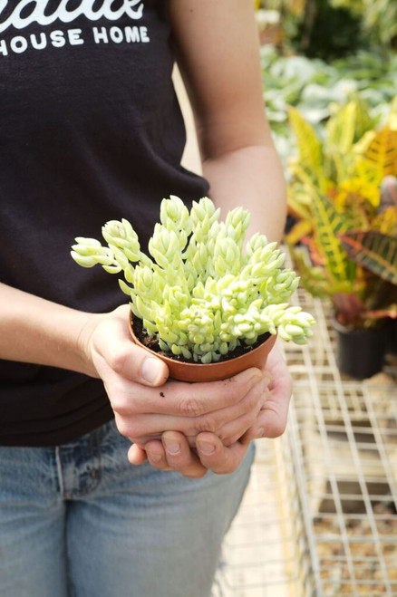 4" Sedum Donkey Tail