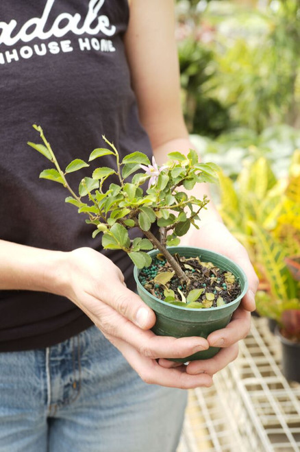 Shop - Indoor Plants - Bonsai - Page 1 - Tonkadale