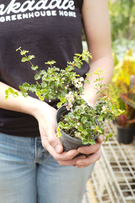 Shop - Indoor Plants - Bonsai - Page 1 - Tonkadale