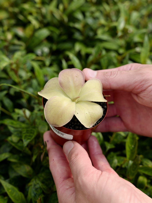 3" Pinguicula Moranensis 'J'