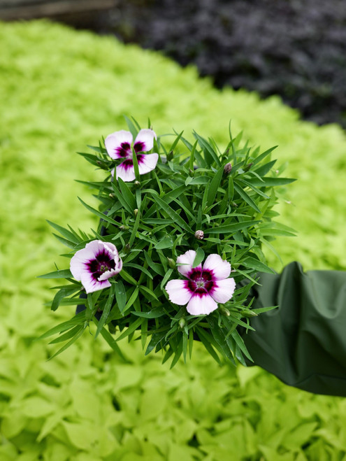 Dianthus - 6 pack