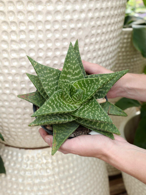 6" Haworthia Tiki Zilla