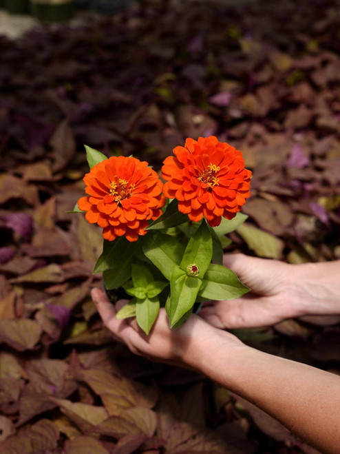 Zinnia 4.5 in