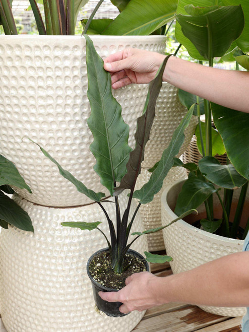 6" Alocasia Purple Sword