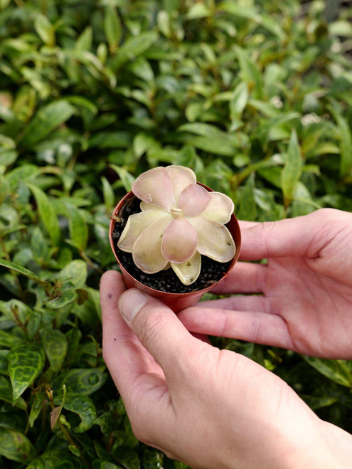 3" Pinguicula Pirouette